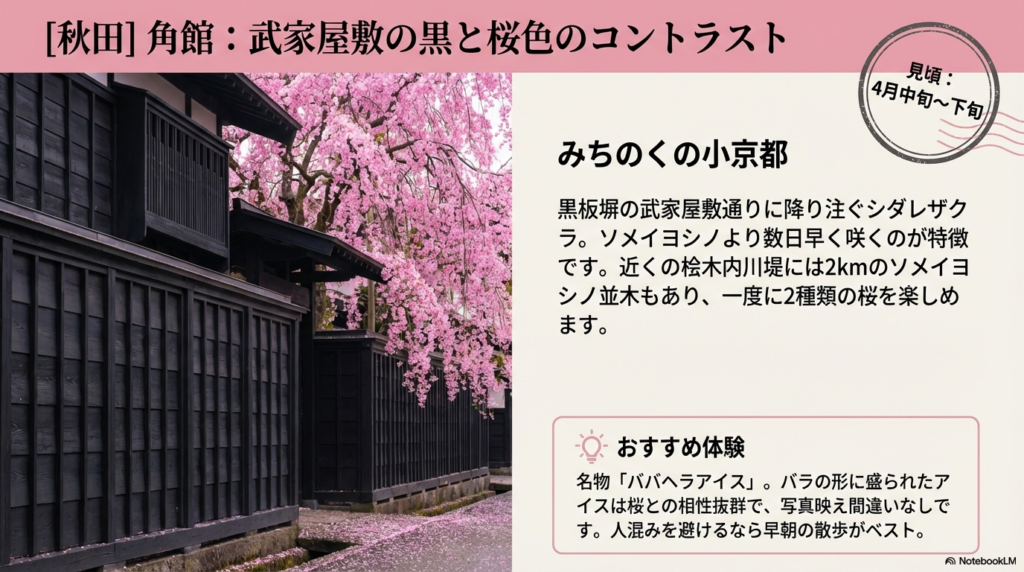 黒塗りの武家屋敷の塀に、鮮やかなピンク色のシダレザクラが降り注ぐように咲き誇る景観。